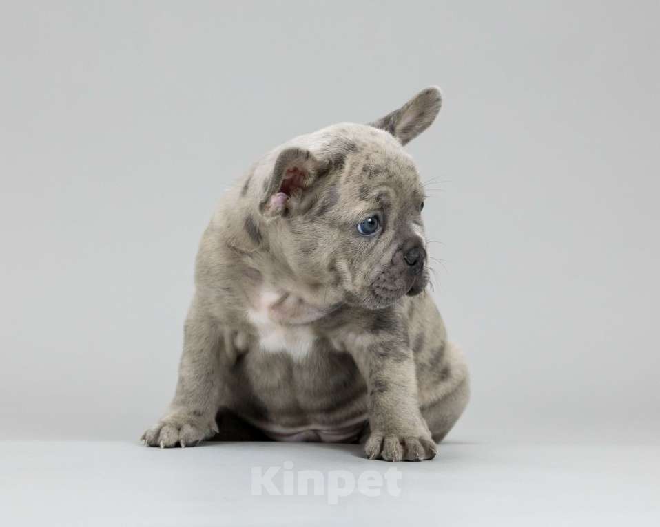 Собаки в Брянске: Дон Мальчик, 100 000 руб. - фото 3