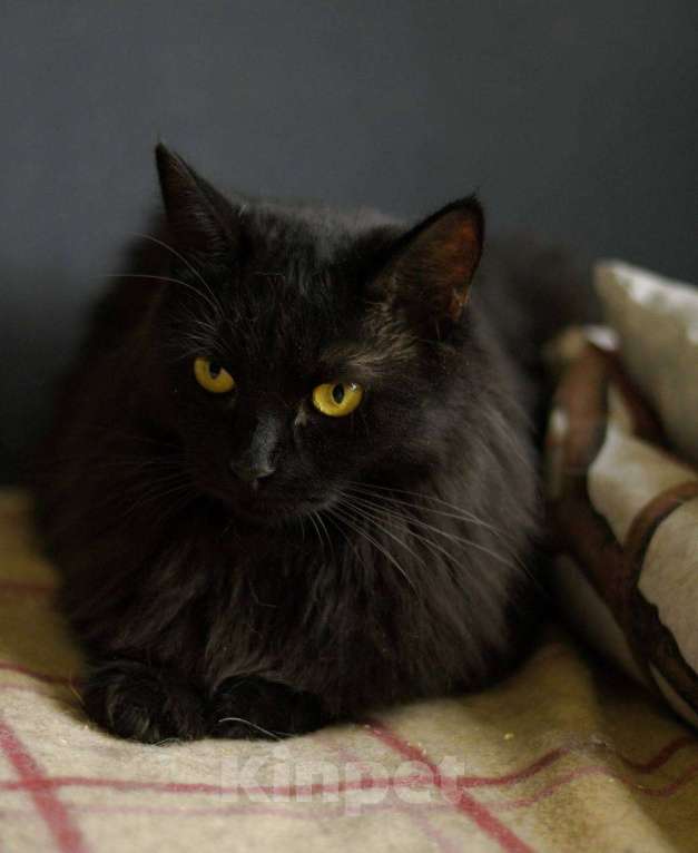 Кошки в Москве: кошка Нуара в добрые руки Девочка, Бесплатно - фото 5
