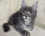Кошки в Дмитрове: Голубая тикированная девочка Xeveria Девочка, 30 000 руб. - фото 3