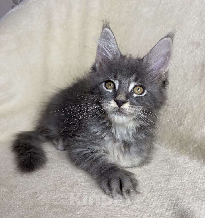 Кошки в Дмитрове: Голубая тикированная девочка Xeveria Девочка, 30 000 руб. - фото 3