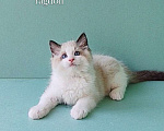 Кошки в Пензе: Котёнок породы Рэгдолл - Brain Мальчик, 65 000 руб. - фото 1