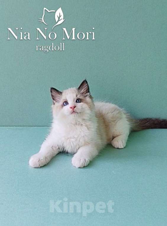 Кошки в Пензе: Котёнок породы Рэгдолл - Brain Мальчик, 65 000 руб. - фото 1