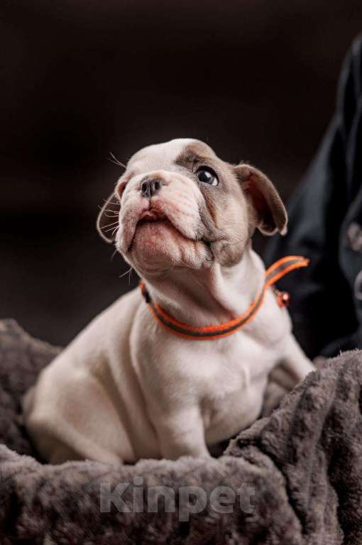 Собаки в Шахте: Французский круасан  Мальчик, 75 000 руб. - фото 6