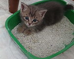 Кошки в Воронеже: Котята Девочка, Бесплатно - фото 2
