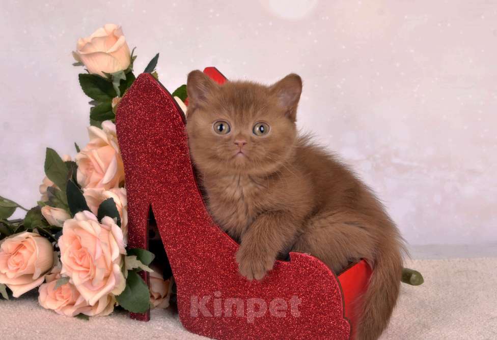 Кошки в Санкт-Петербурге: Британский котик окраса циннамон Мальчик, 50 000 руб. - фото 4