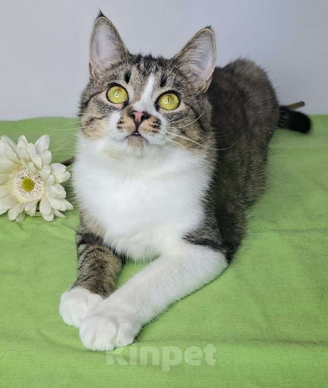 Кошки в Москве: Мимоза будет на выставке-пристройстве в Москве Девочка, Бесплатно - фото 2