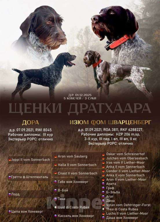 Собаки в Соли-Илецке: Продажа Мальчик, Бесплатно - фото 1