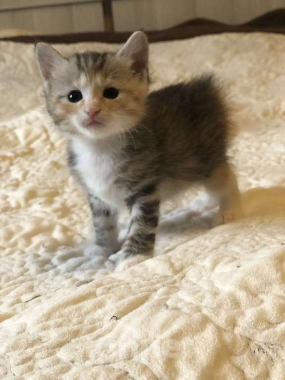 Кошки в других городах Московской области: Котик курильского бобтейла Девочка, 60 000 руб. - фото 1