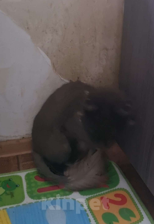 Кошки в Москве: Найдена кошка мейкун  Девочка, Бесплатно - фото 3