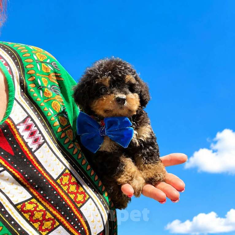 Собаки в Москве: Девочка мальтипу Девочка, 55 000 руб. - фото 2