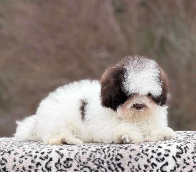 Собаки в Санкт-Петербурге: Мальтипу девочка от Китайских родителей Девочка, 200 000 руб. - фото 7