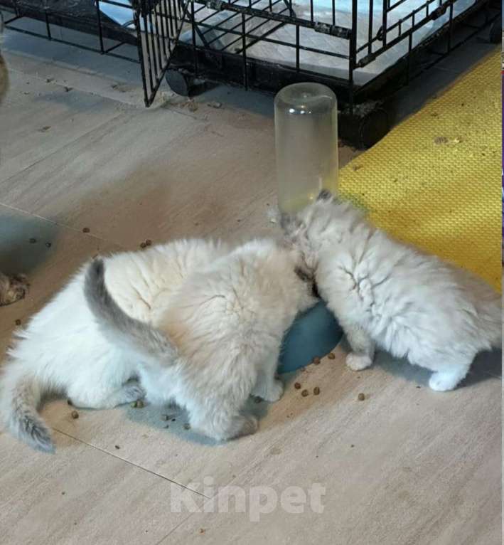 Кошки в Санкт-Петербурге: Котята Невские Девочка, 28 000 руб. - фото 1