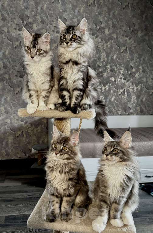 Кошки в других городах Московской области: Чистокровные котята мейн-кун Девочка, Бесплатно - фото 3