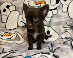 Собаки в Красногорске: Длинношерстный мальчик чихуахуа Мальчик, 20 000 руб. - фото 4