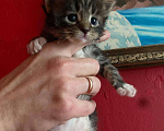 Кошки в Сарове: Котята Мейн кун, 7 000 руб. - фото 2