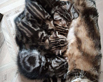 Кошки в Колпашево: Шотландский фолд 1,5 месяца мальчик Мальчик, 5 000 руб. - фото 5