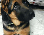 Собаки в Домодедово: Продам крупных, шикарных щенков Девочка, 15 000 руб. - фото 3