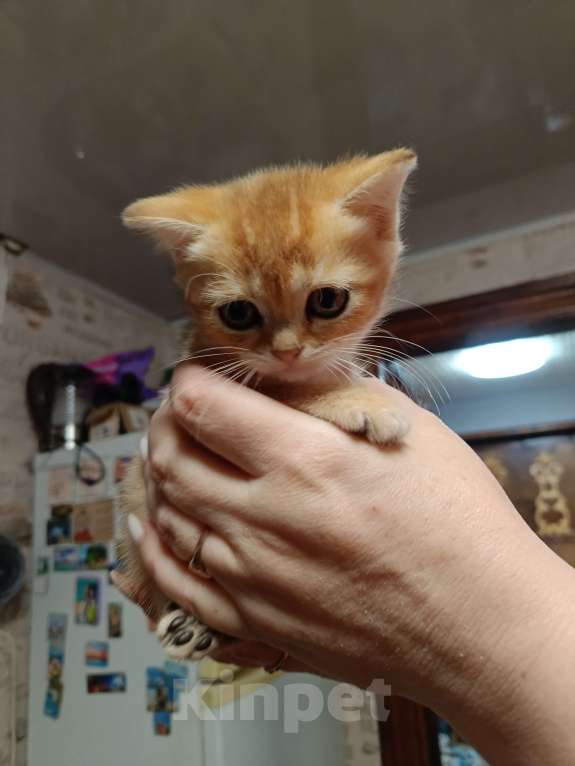 Кошки в Екатеринбурге: Прямоухий мальчик окраса ny11 Мальчик, 15 000 руб. - фото 5