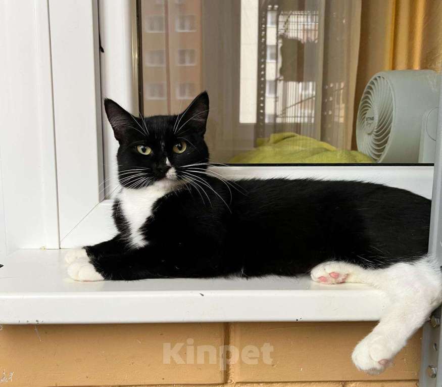 Кошки в Москве: В дар кошечка Рокси - нежность и ласка Девочка, Бесплатно - фото 8