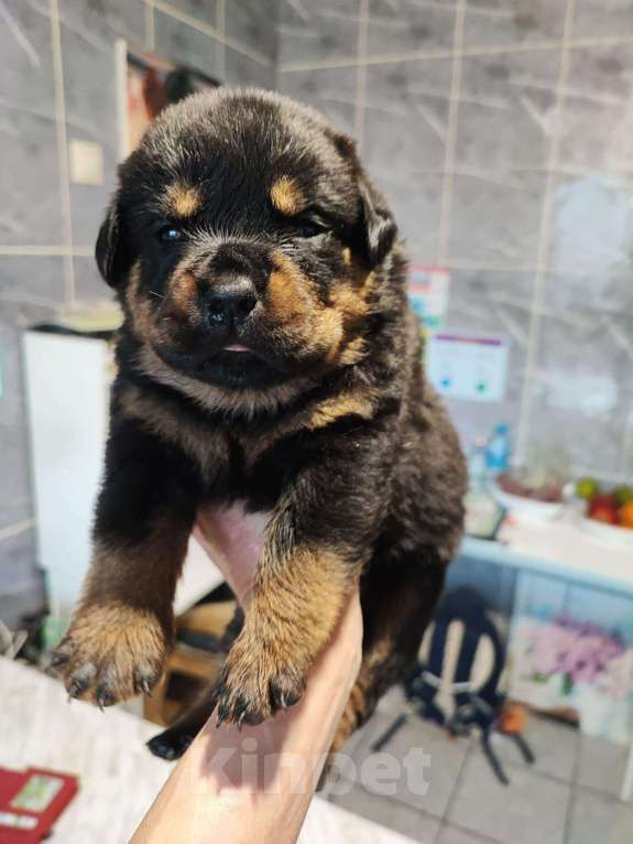 Собаки в Туле: Девочка Девочка, 18 000 руб. - фото 2