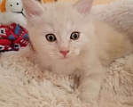 Кошки в Калуге: Котята породы Курильский бобтейл Мальчик, 40 000 руб. - фото 5