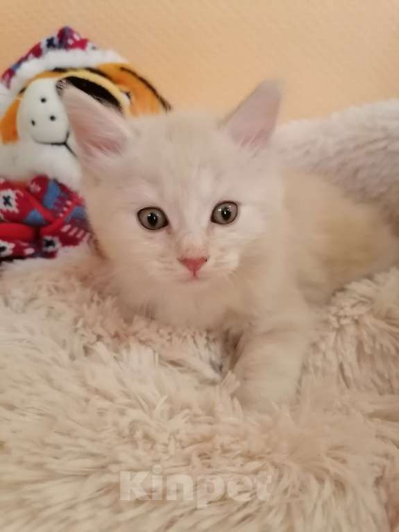 Кошки в Калуге: Котята породы Курильский бобтейл Мальчик, 40 000 руб. - фото 5