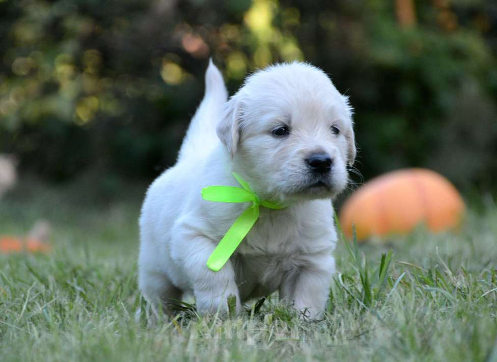 Собаки в Москве: Щенки золотистого ретривера. Мальчик, Бесплатно - фото 9
