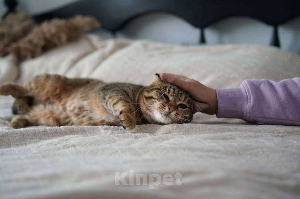 Кошки в Москве: Кошечка Соня ищет дом!  Девочка, Бесплатно - фото 2