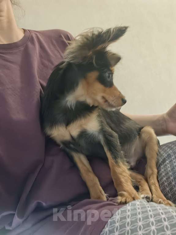 Собаки в Москве: Щенок русский той  Мальчик, 10 000 руб. - фото 5