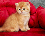 Кошки в Краснодаре: Бритаский мальчик шоколадное золото Мальчик, 40 000 руб. - фото 5
