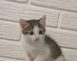 Кошки в Самаре: Котята в добрые руки Девочка, Бесплатно - фото 3