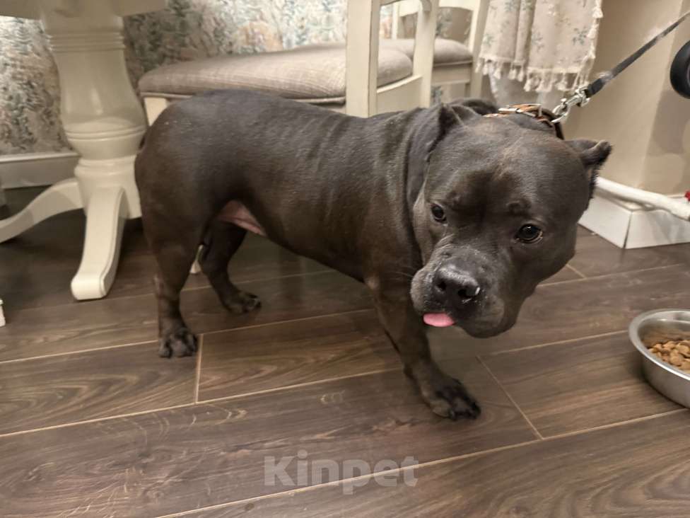 Собаки в Санкт-Петербурге: Найден питбуль Девочка, Бесплатно - фото 1