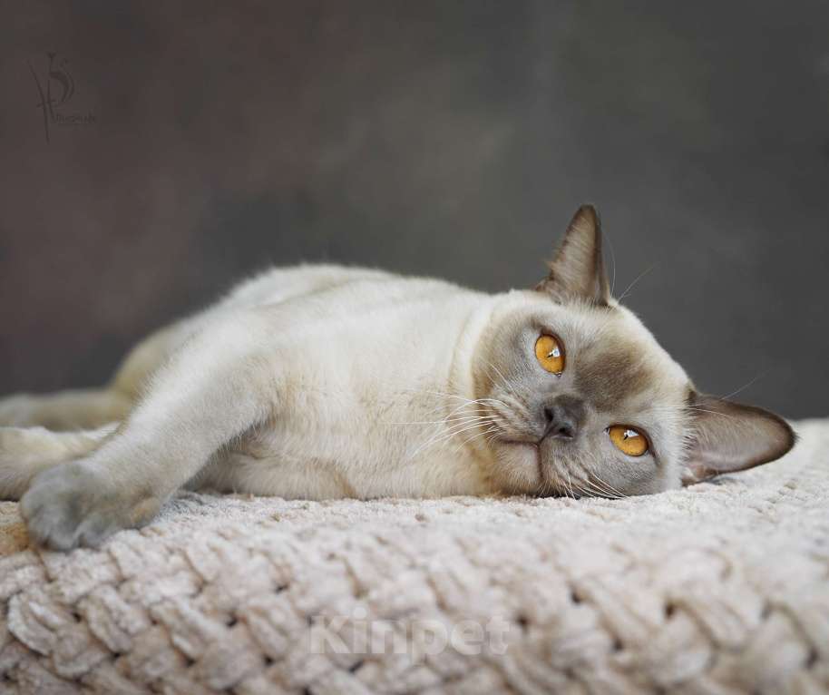 Кошки в Москве: Европейская Бурма шоколадный Мальчик Мальчик, Бесплатно - фото 2