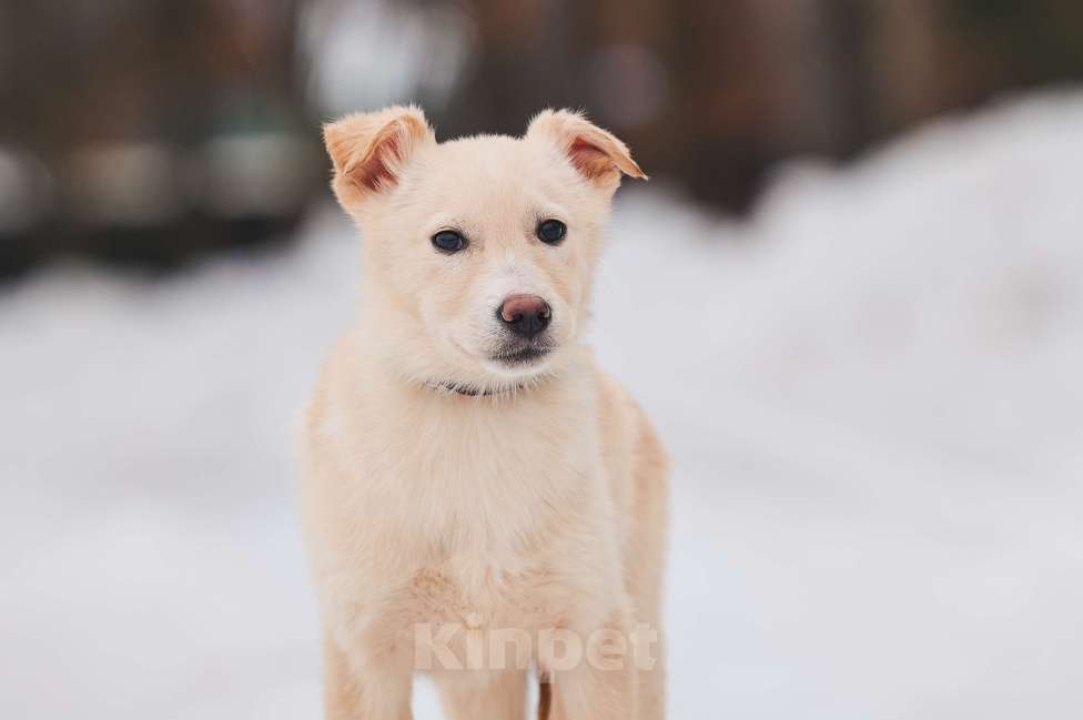 Собаки в Наро-Фоминске: Герцог якутенок команды ппбж Якутска Мальчик, Бесплатно - фото 9