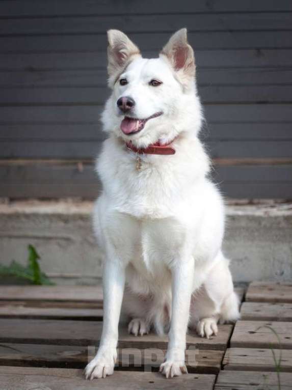 Собаки в Москве: Маленькая белая пушистая собачка Шарлотта в добрые руки Девочка, 1 руб. - фото 3
