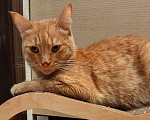 Кошки в Москве: Рыжик со вкусным именем Апероль ищет своего человека Мальчик, Бесплатно - фото 5