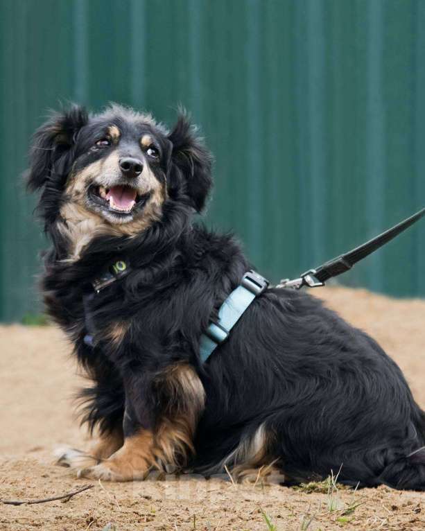 Собаки в других городах Московской области: Добрейший маленький Харви ищет дом Мальчик, Бесплатно - фото 2