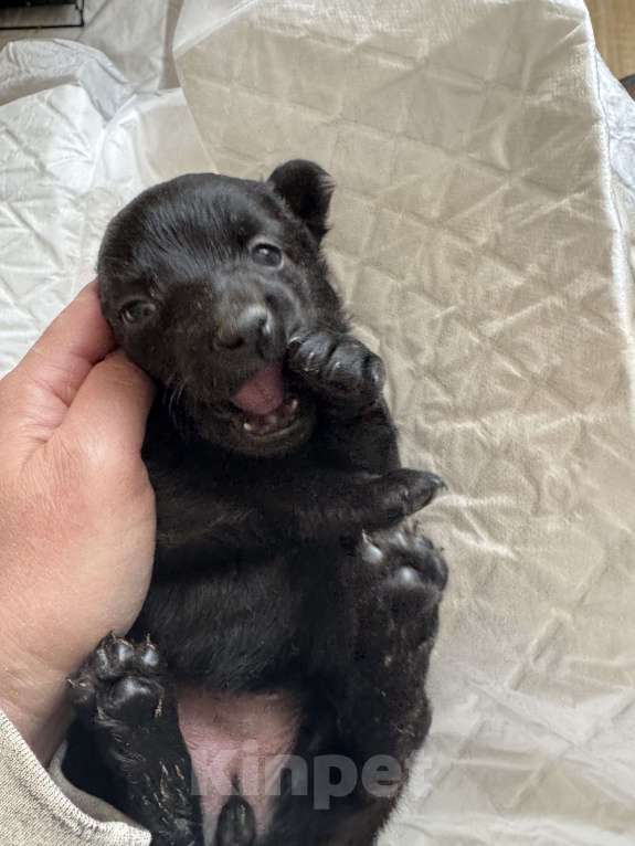 Собаки в Москве: Крошечная Лилу в самые добрые руки Девочка, Бесплатно - фото 2