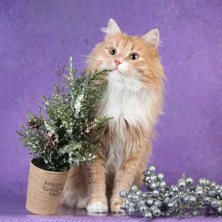 Кошки в Москве: Пушистый рыжий кот Ханни в добрые руки Мальчик, 1 руб. - фото 2