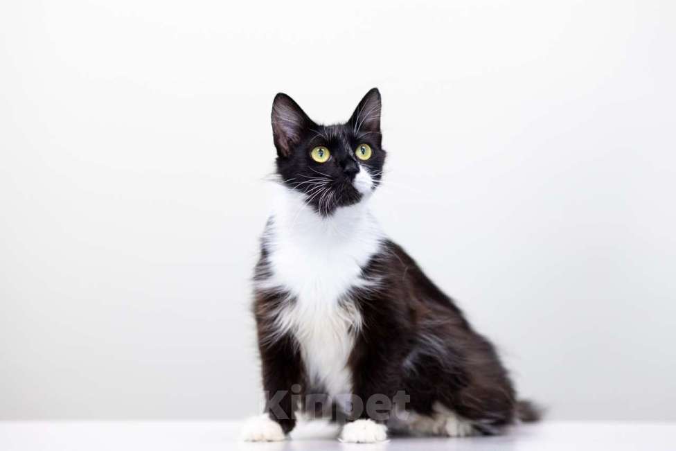 Кошки в Москве: Матильда Девочка, Бесплатно - фото 4