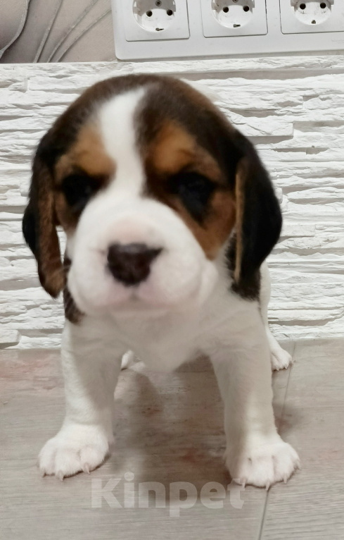 Собаки в Ивантеевке: Щенки Бигля Девочка, 80 000 руб. - фото 5