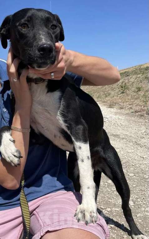 Собаки в Симферополе: Метис стаффа в семью )  Девочка, Бесплатно - фото 4