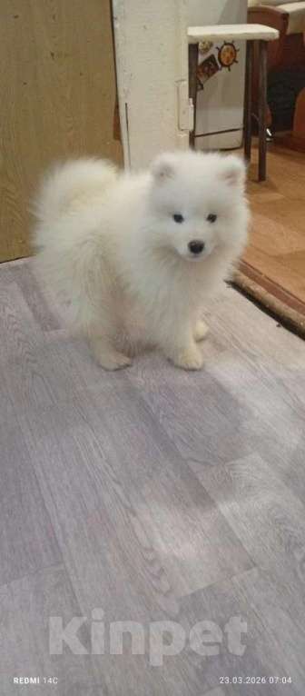 Собаки в Сургуте: Продам щенков породы Самоед в Сургуте. Мальчик, 13 000 руб. - фото 1