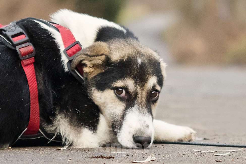 Собаки в Москве: Меня зовут Джерри, и я ищу семью, где буду любим и счастлив Мальчик, 10 руб. - фото 4