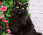 Кошки в Люберцах: Ищет дом очаровательная кошечка Чернышка Девочка, Бесплатно - фото 3