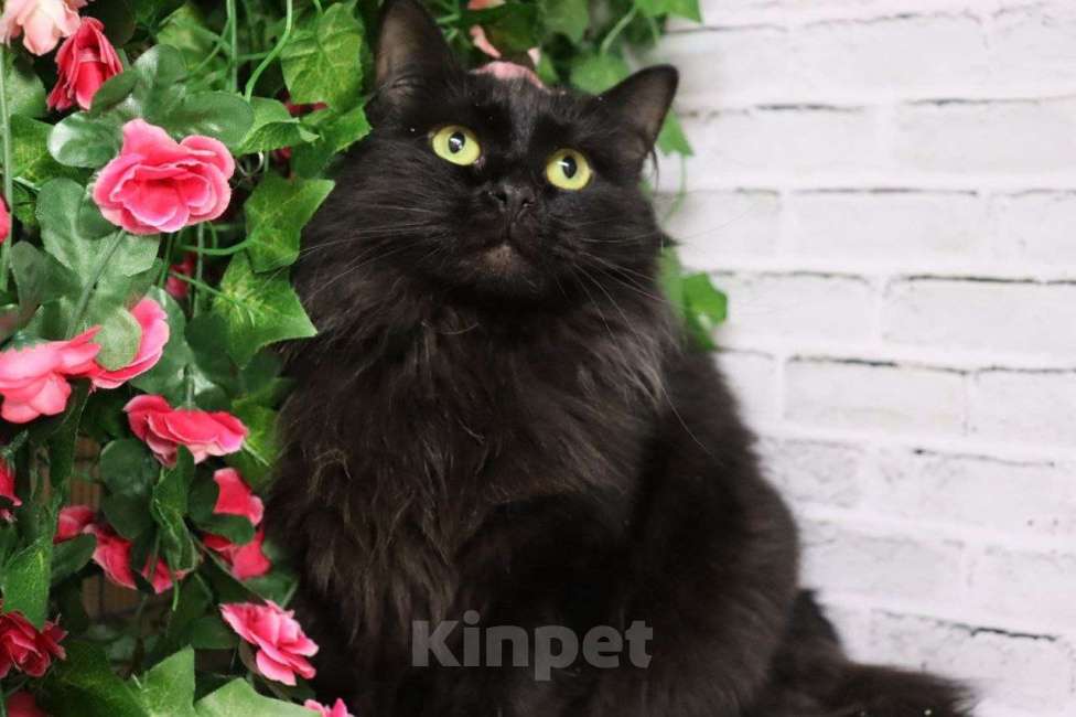 Кошки в Люберцах: Ищет дом очаровательная кошечка Чернышка Девочка, Бесплатно - фото 3