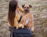 Собаки в Москве: Собака из приюта в добрые руки! Девочка, Бесплатно - фото 8