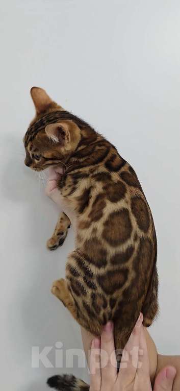 Кошки в Ставрополе: Бенгальские котята Мальчик, 40 000 руб. - фото 5