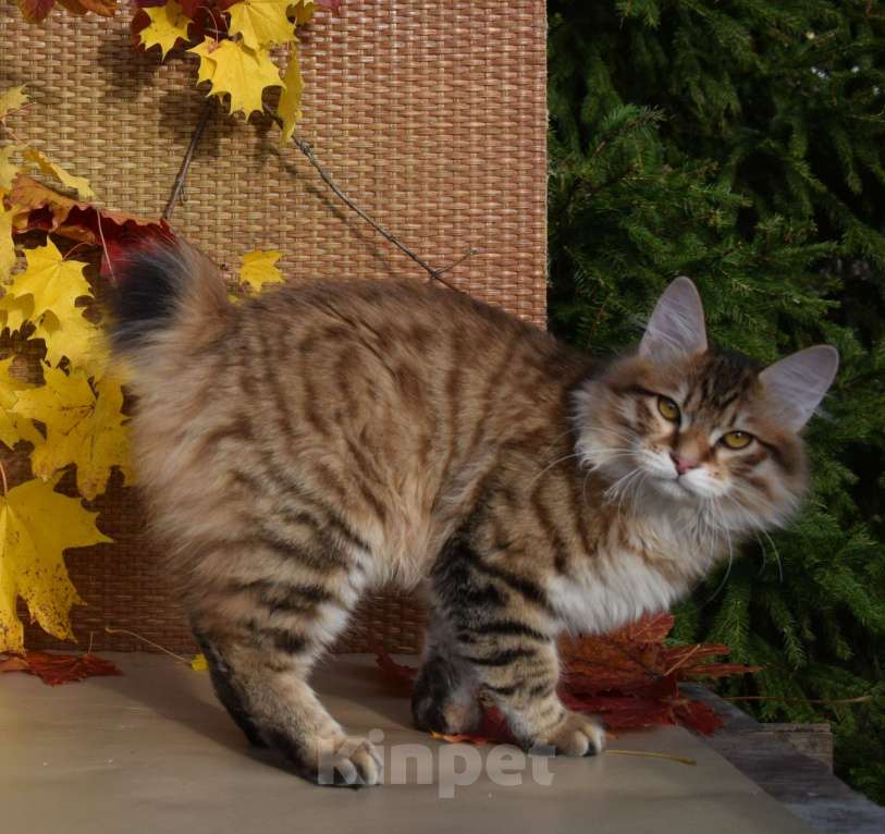 Кошки в Егорьевске: Курильский бобтейл Мальчик, 40 000 руб. - фото 1