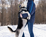 Собаки в Солнечногорске: Активный, добрый и очень ласковый пёс с приюта Мальчик, Бесплатно - фото 5